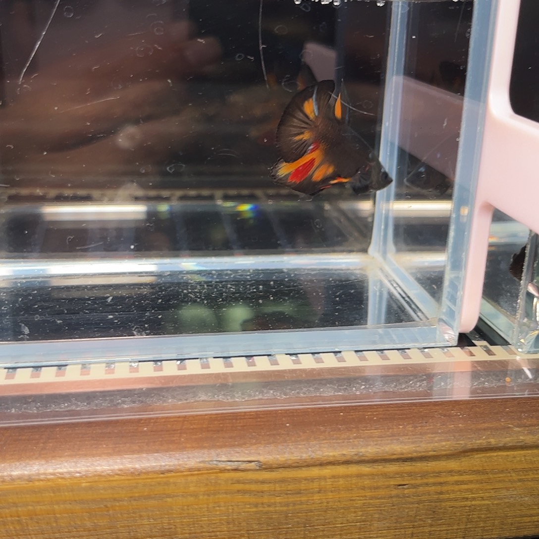 海水鱼宙斯斗鱼竞拍1220