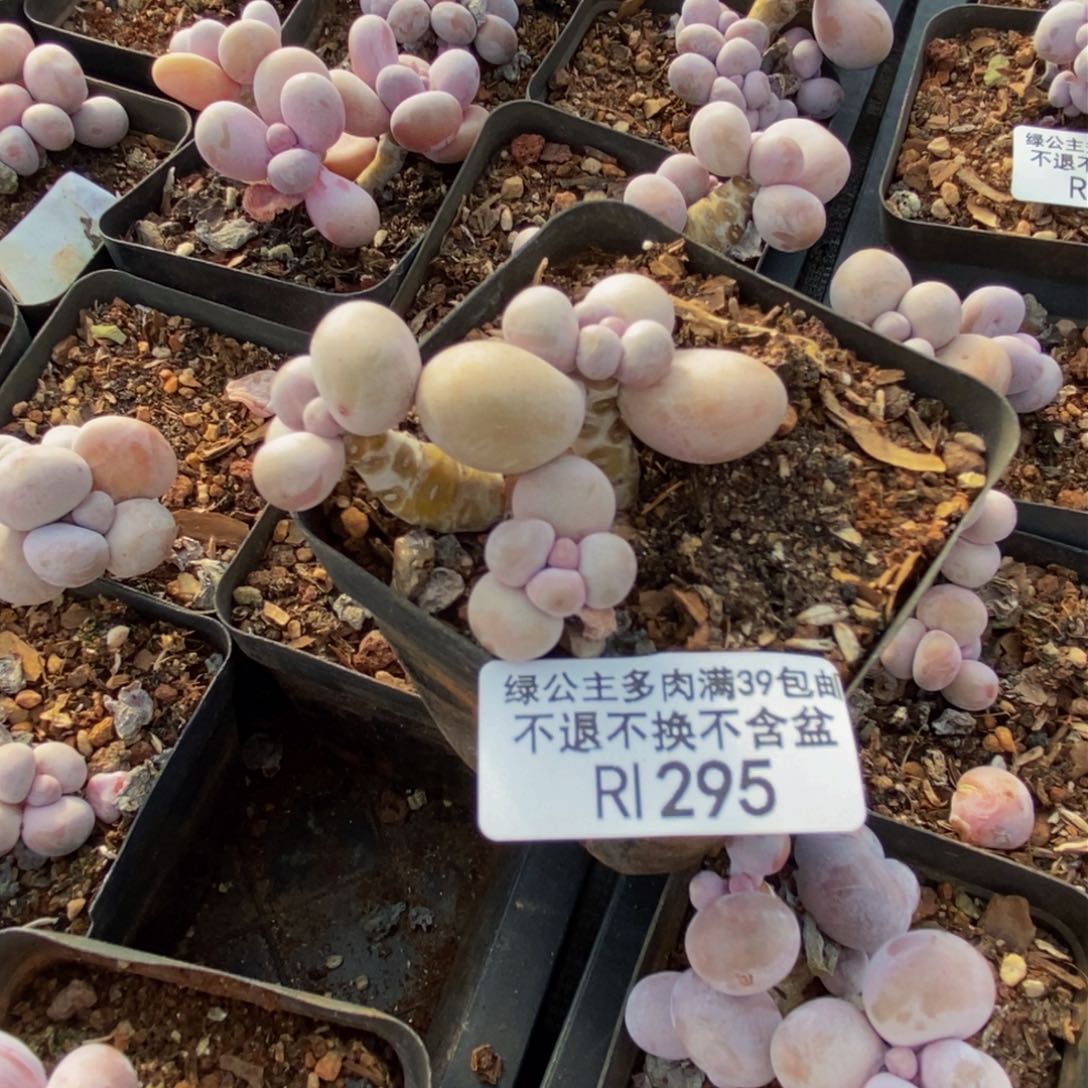295橙奶多肉肉3c m