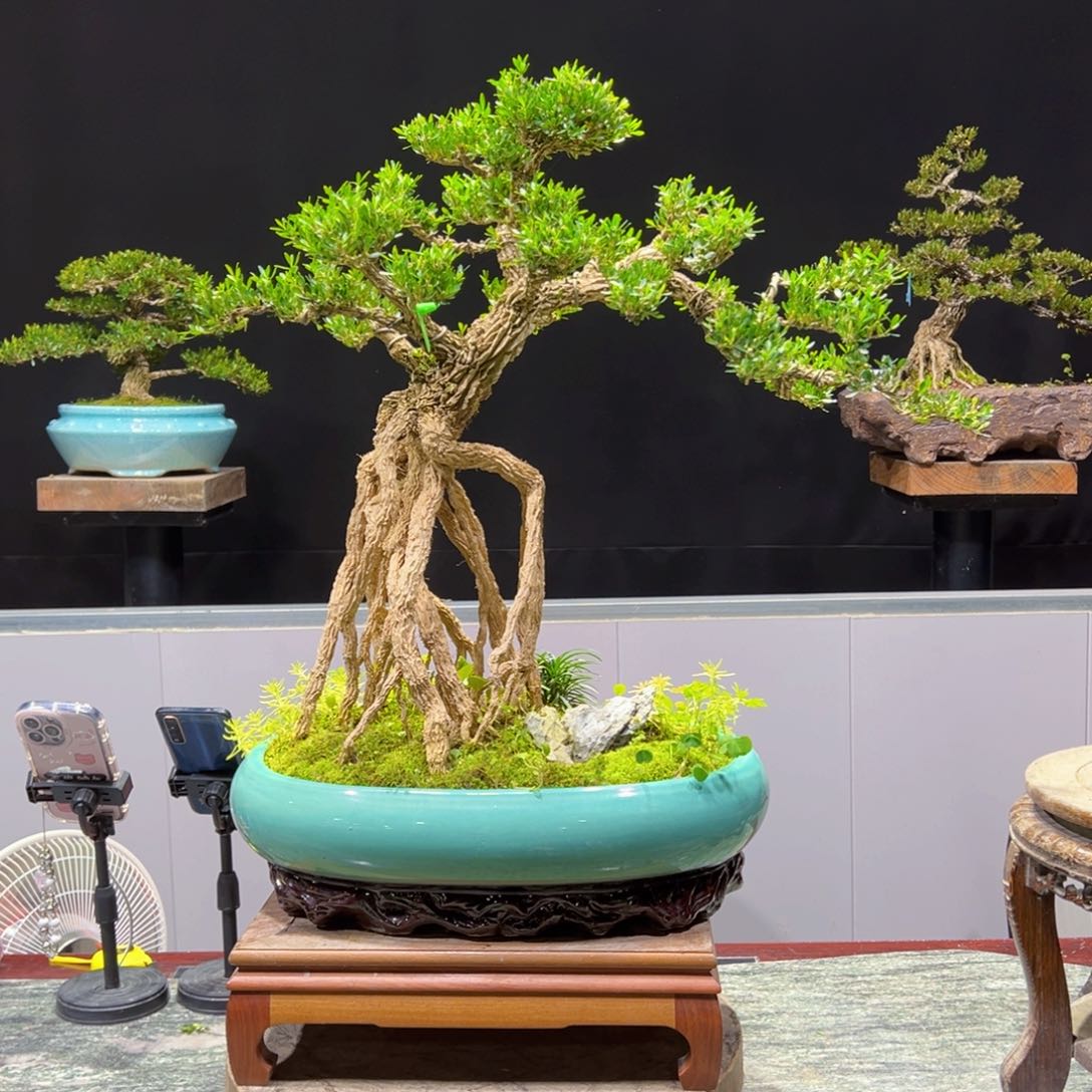 绿植黄杨盆景盆景