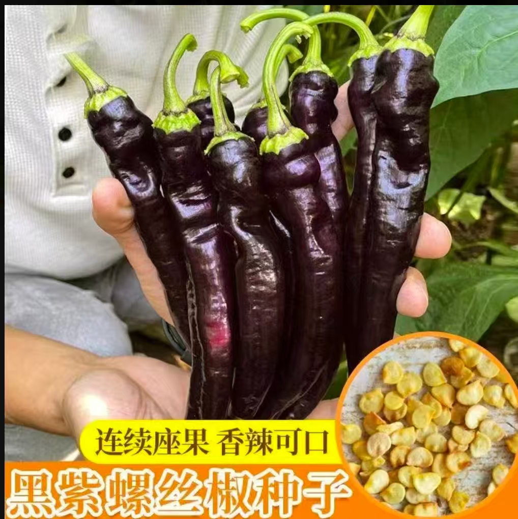 【黑美人辣椒种子】1四季种植抗病高产适合家庭阳台种植