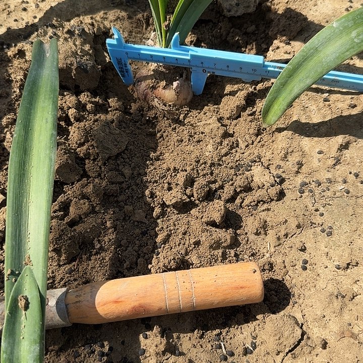 空灵少女朱顶红一棵5.0