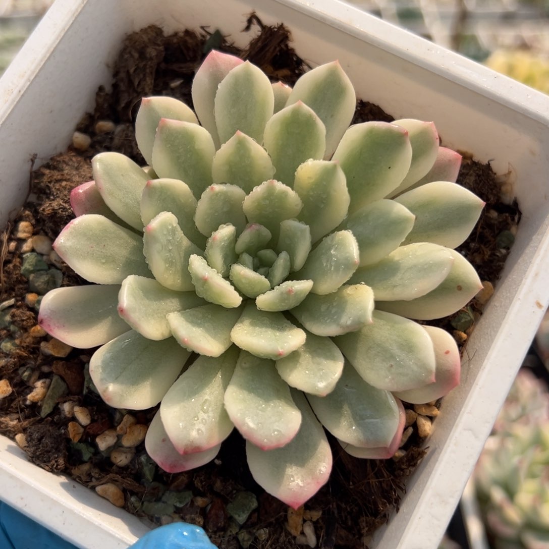 红宝石锦，覆轮锦