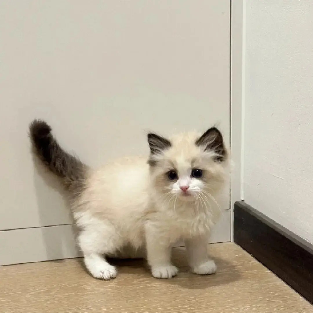 1琴琴【全品类猫咪】美短暹罗布偶金渐层蓝金缅因等宠物猫活体