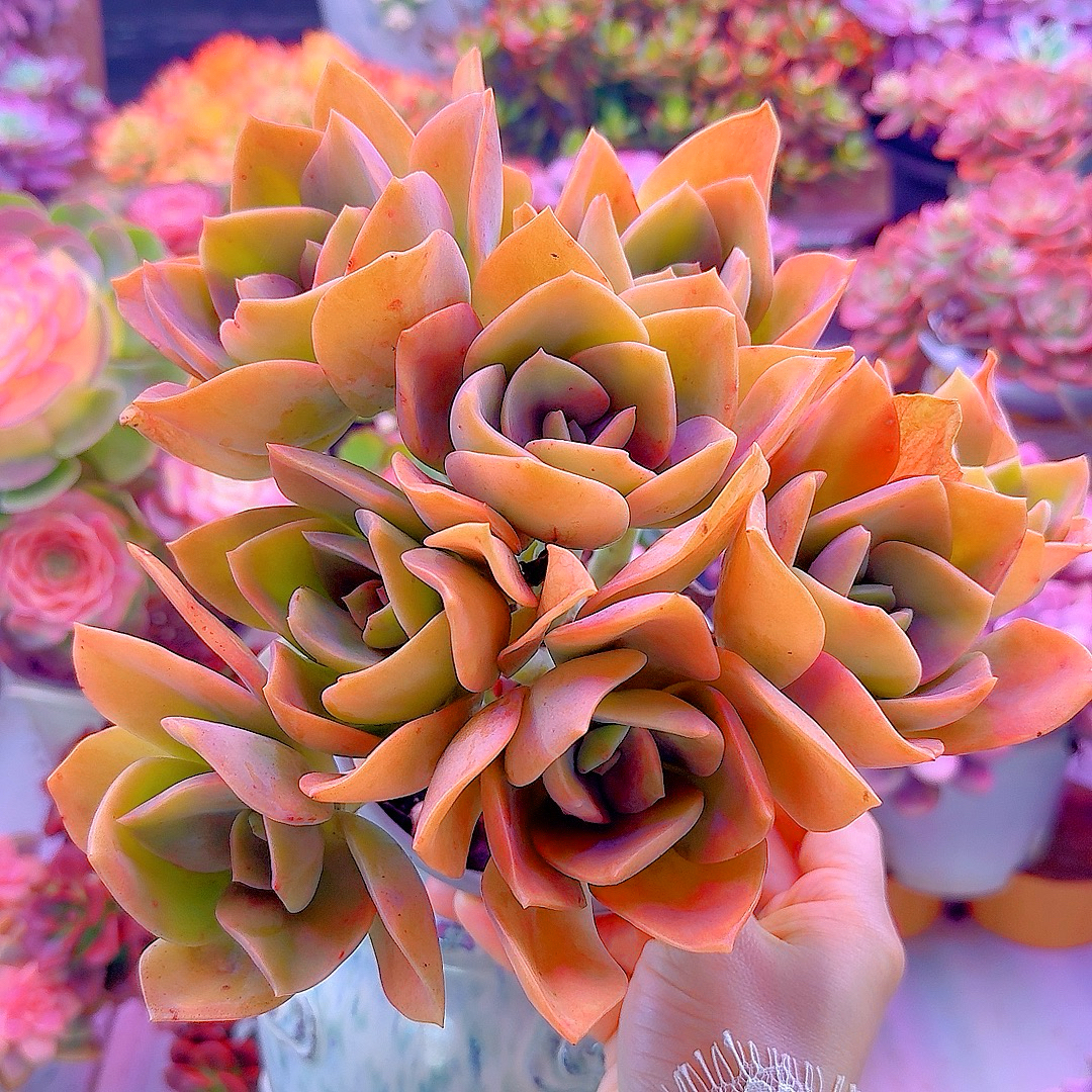  三岁家 老桩贺氏【脱土发】 多肉植物老桩