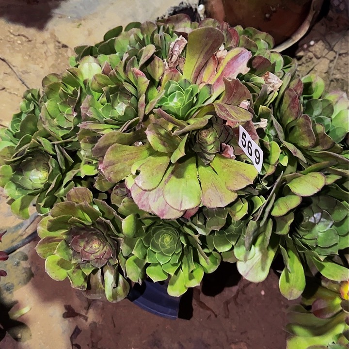 569花月夜多肉植物处理不售后