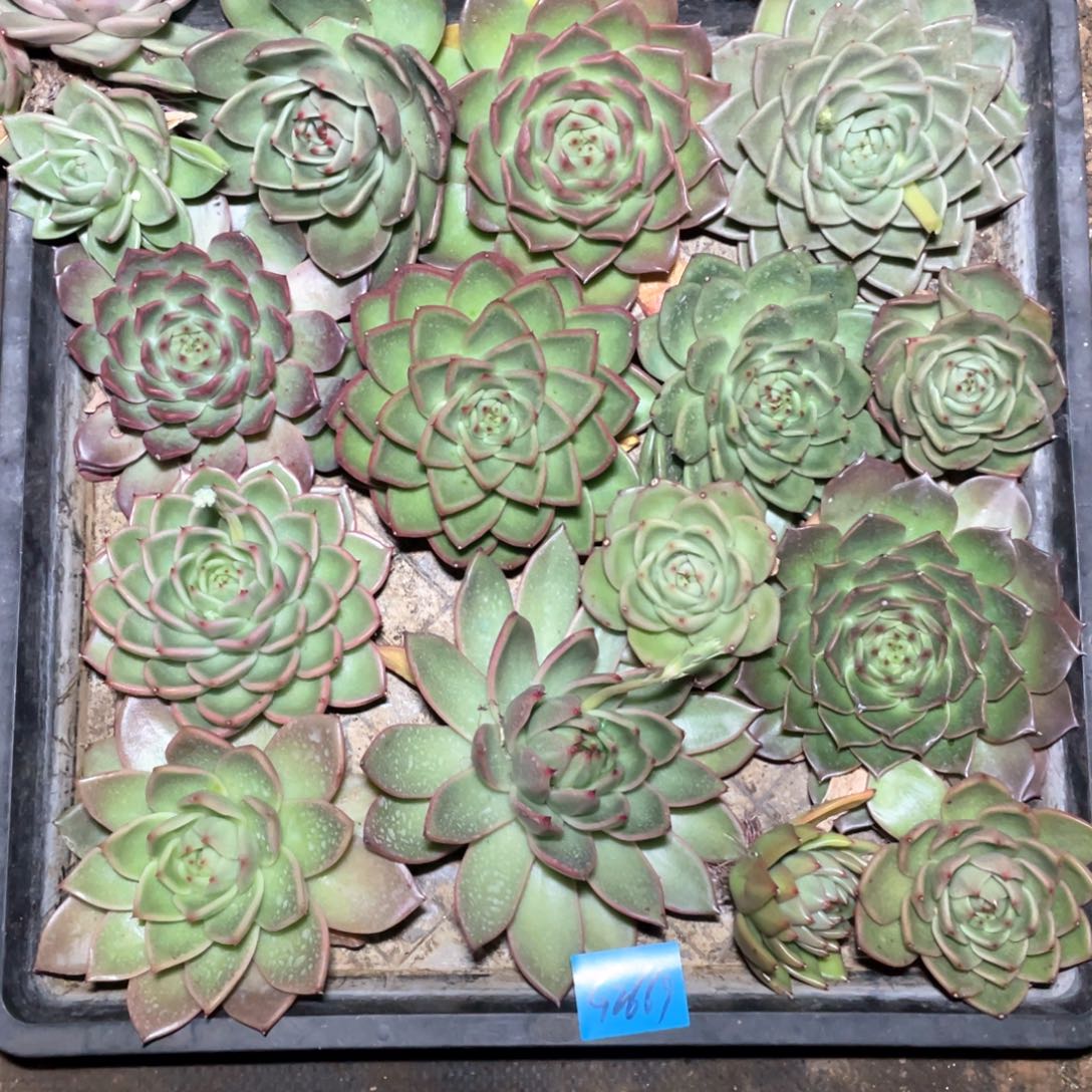 一筐特价福利不售后2669大