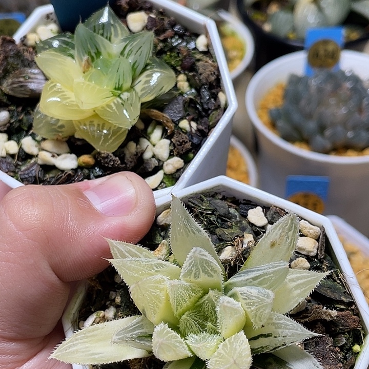 553福利两个一起发货