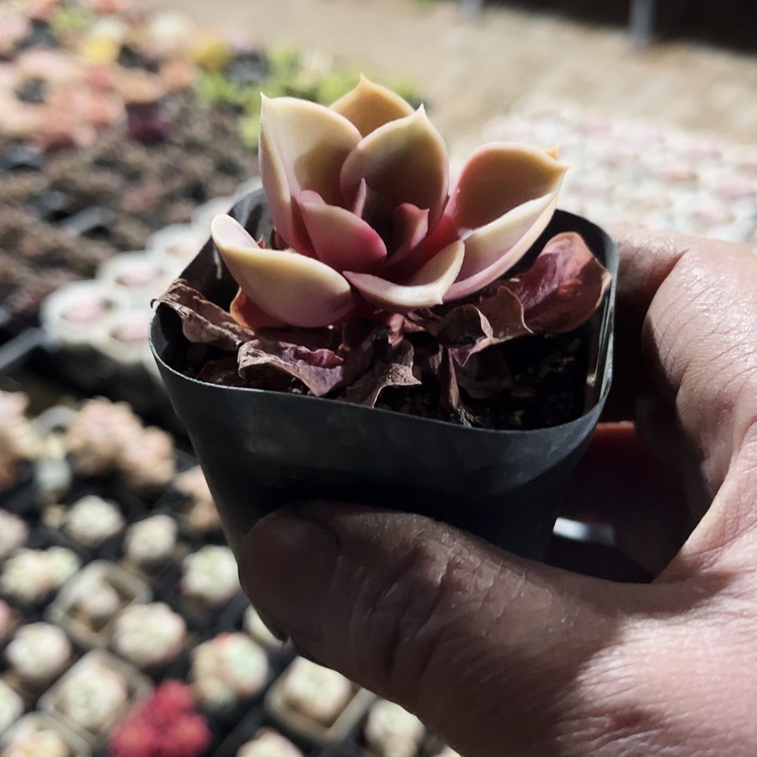 K**.352多肉植物提取萃取