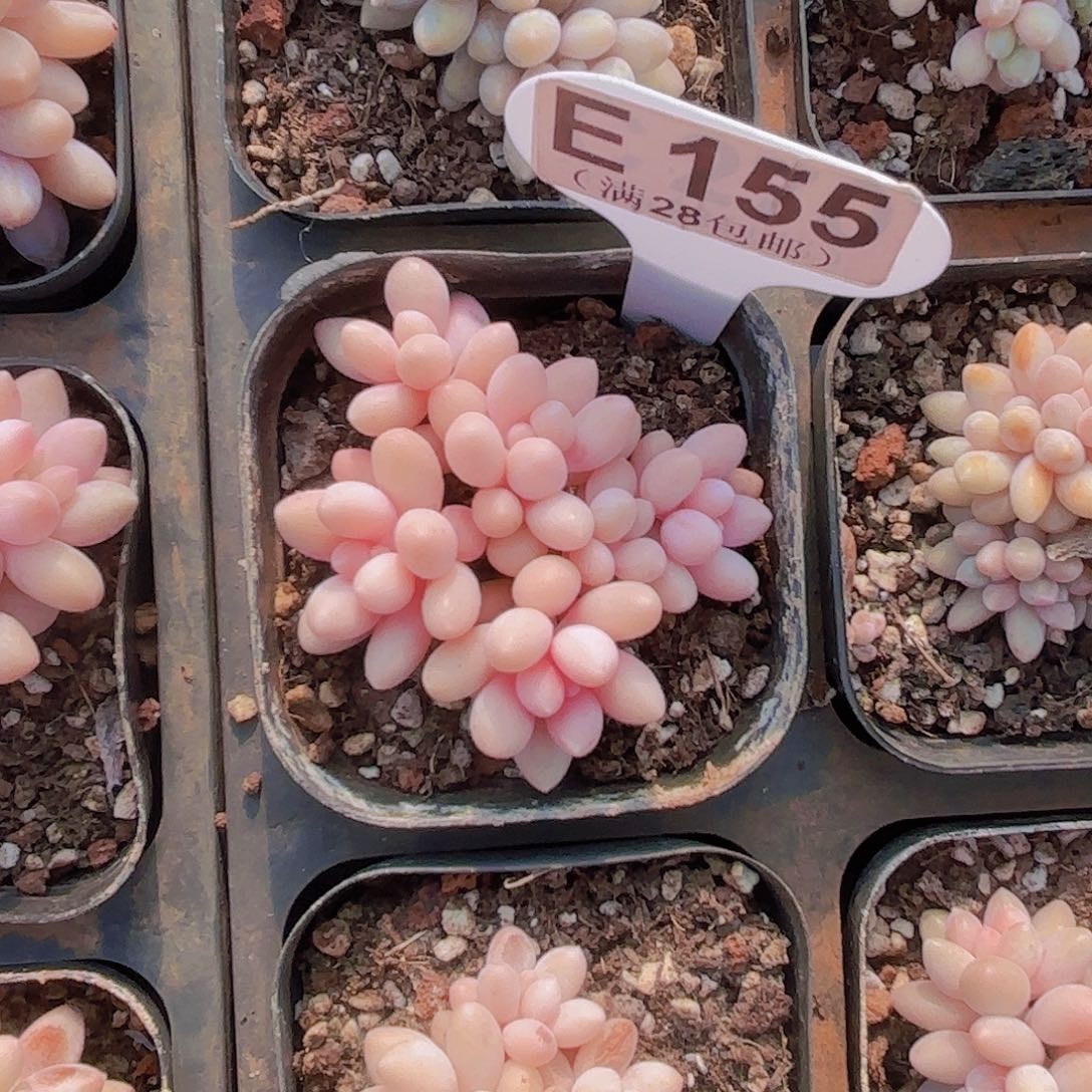 E155星黛露一物一拍