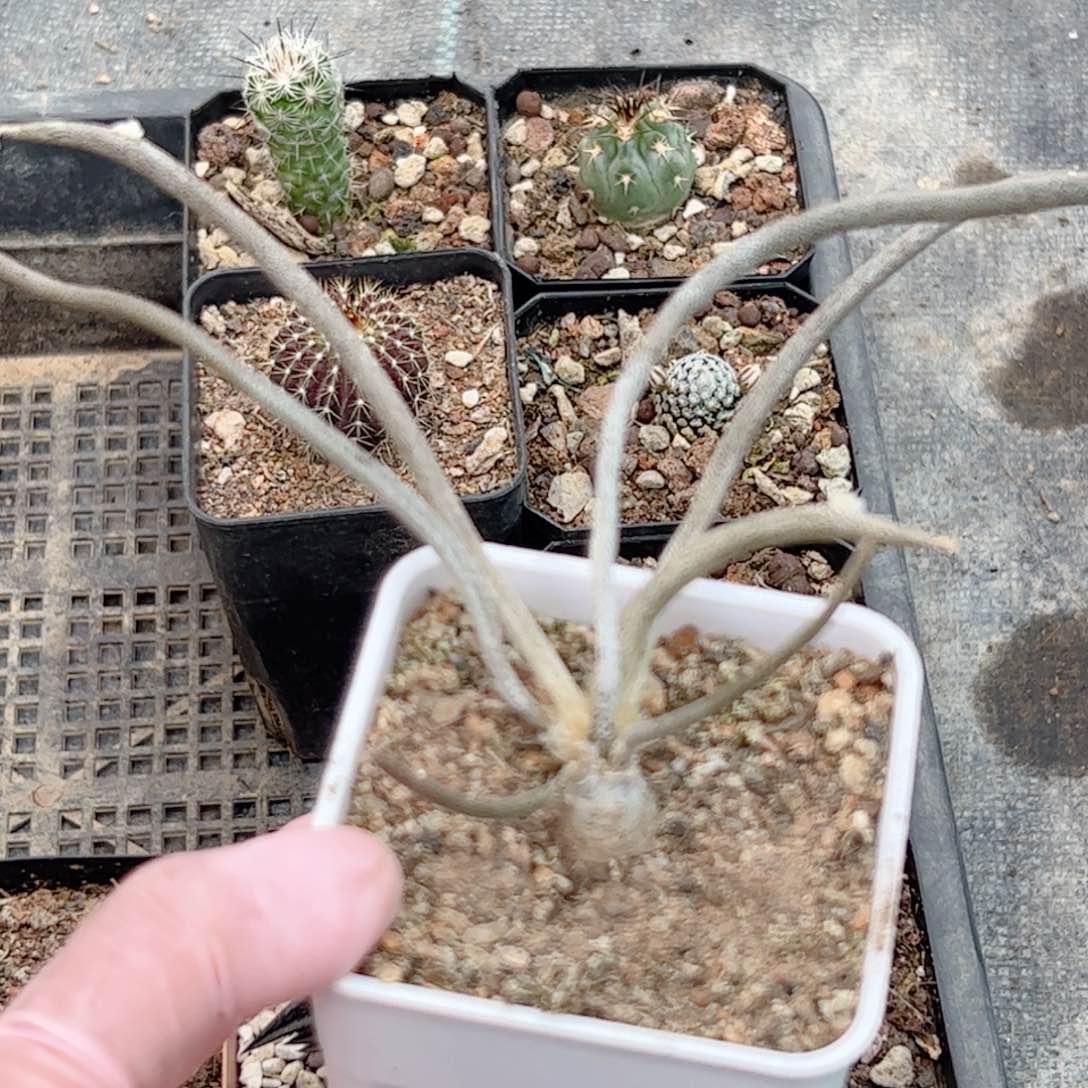 实生 美杜莎仙人球