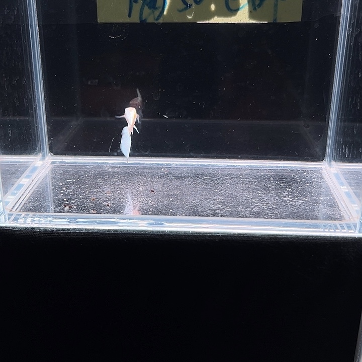 孔雀鱼白雪公主孔雀