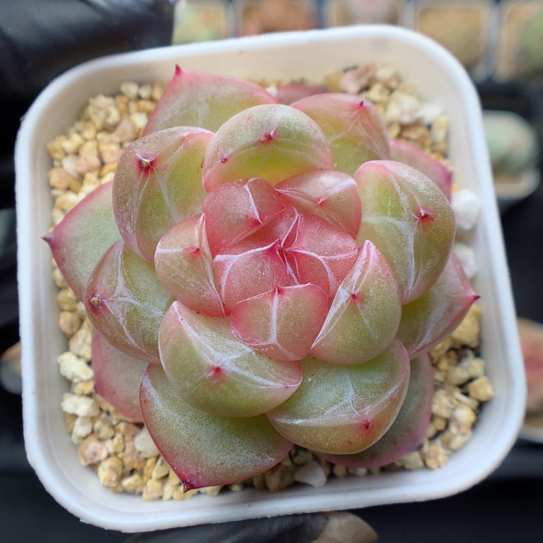 多肉植物。   珍妮11