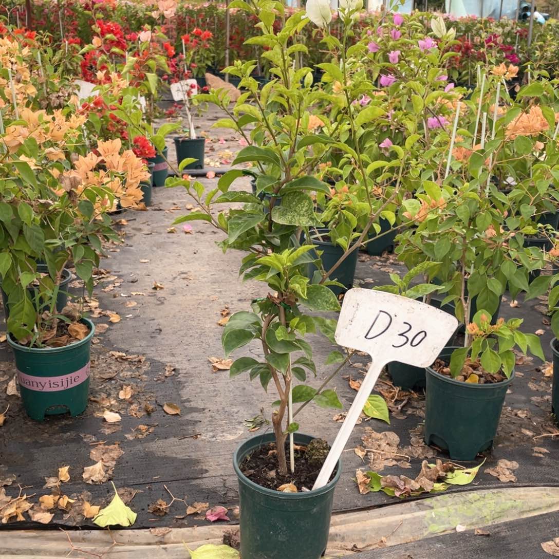 茶***说大量花朵（建议范围：8朵-15朵 或40%以上）白雪公主D30