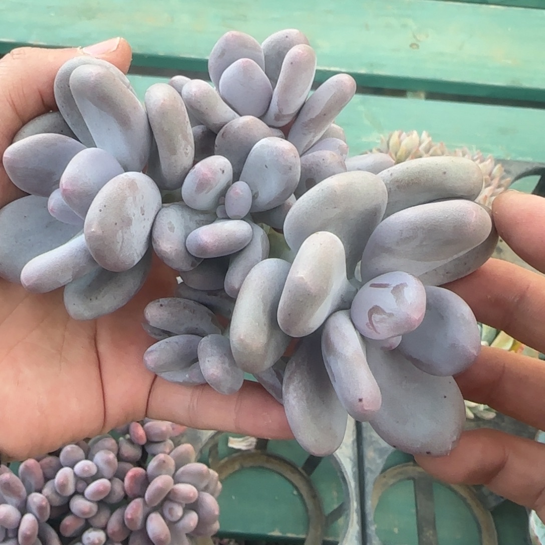 大叶奶6头，发货点延迟