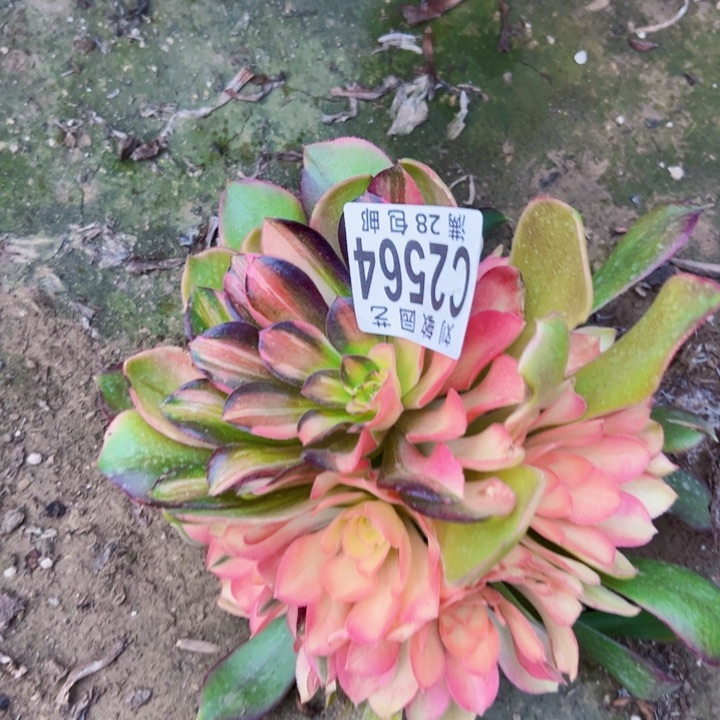 边**枫2564多肉植物法师无根