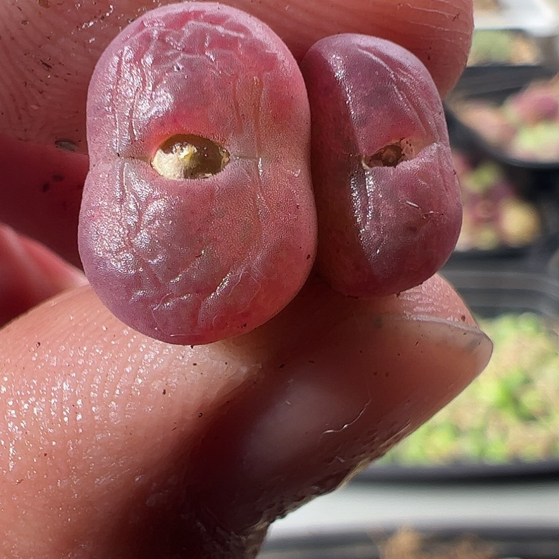 一物一拍。      835