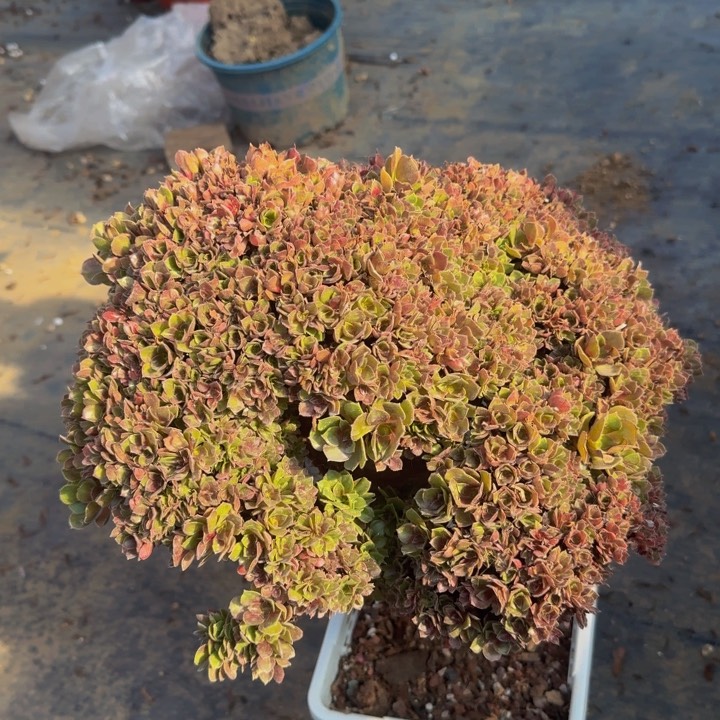 特特特特特特227