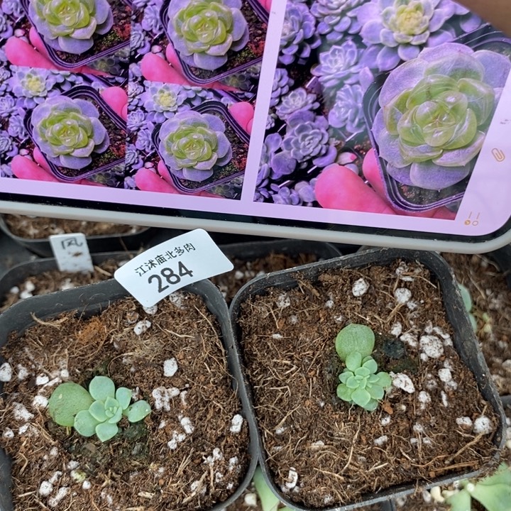标284风凛野一个量拍