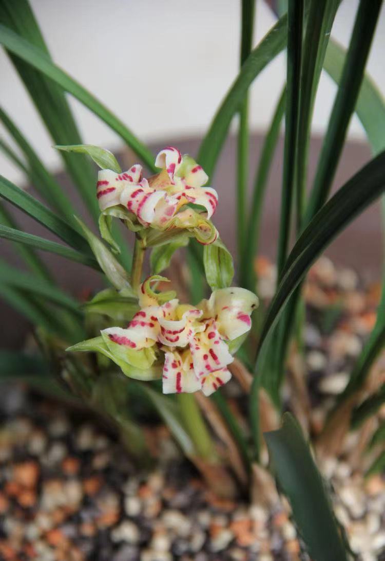 国兰惠兰通通这里下单