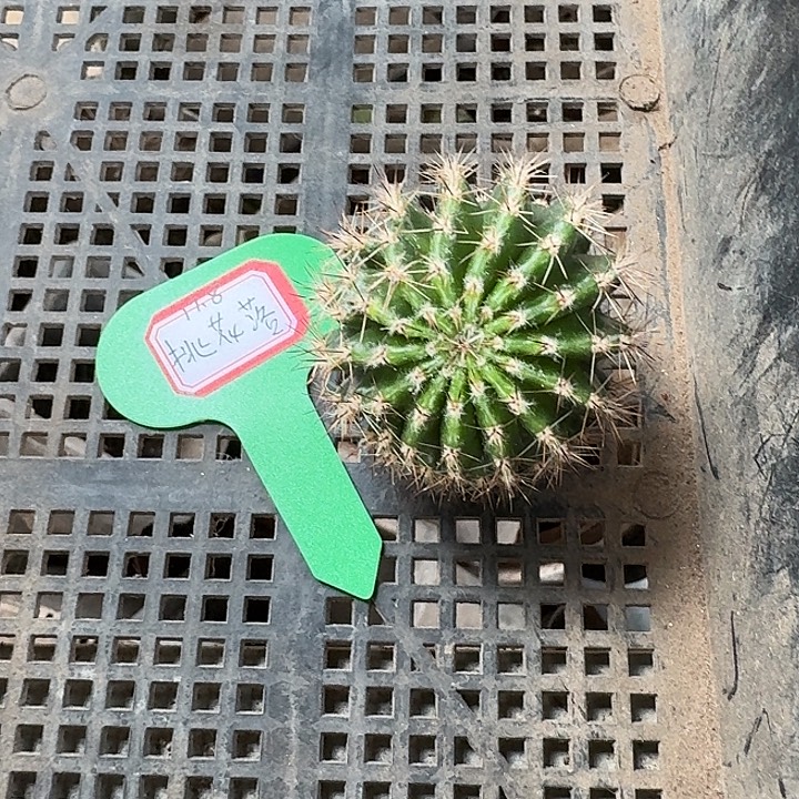 秋***过桃花落侧牙一个开花美