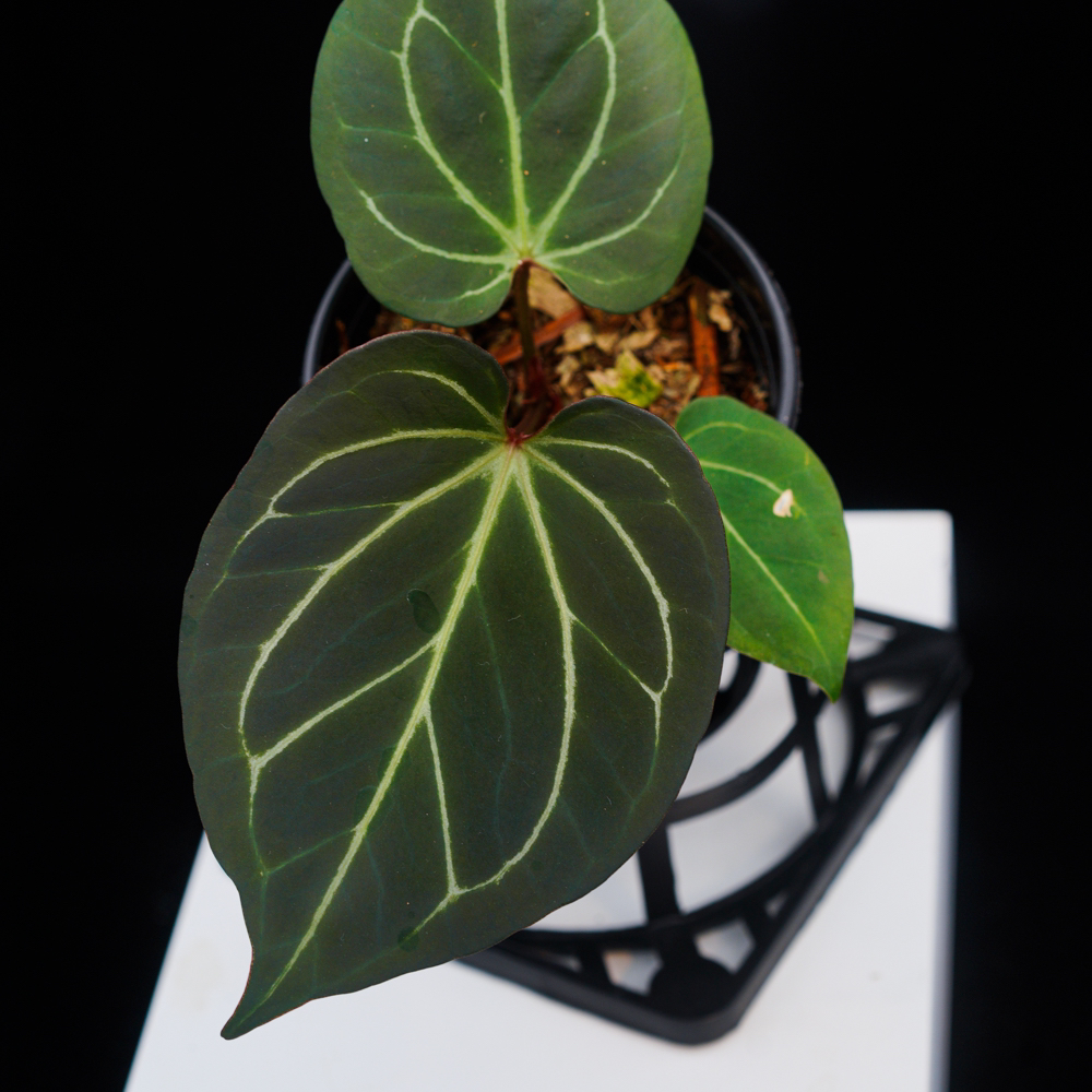 Hu家进口Kosred大号原土养定花烛 参与满减