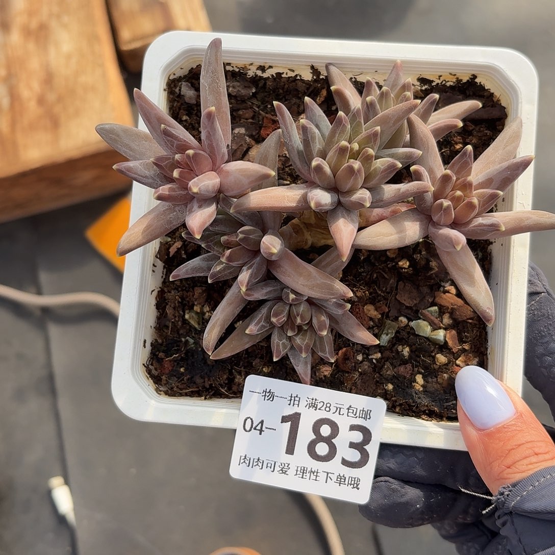 梵高美人无盆土发货无盆