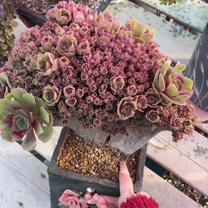 多肉都会变成你吃完