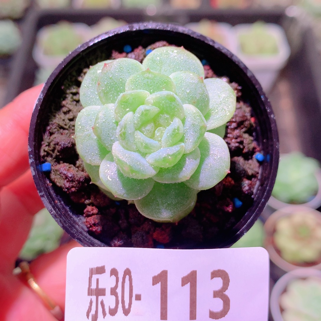 乐然30-113 新品单头 