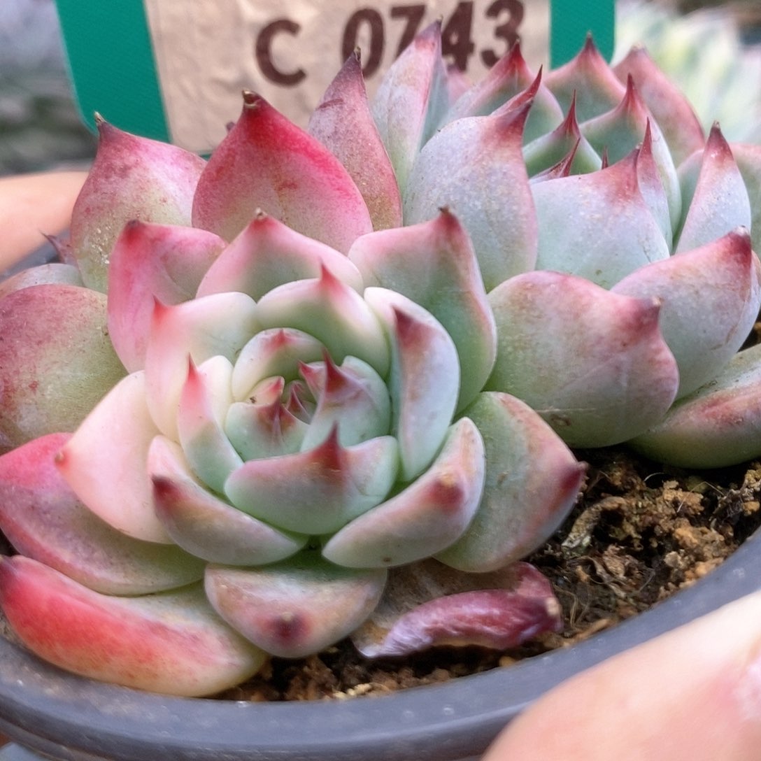 743锦锦锦锦锦锦