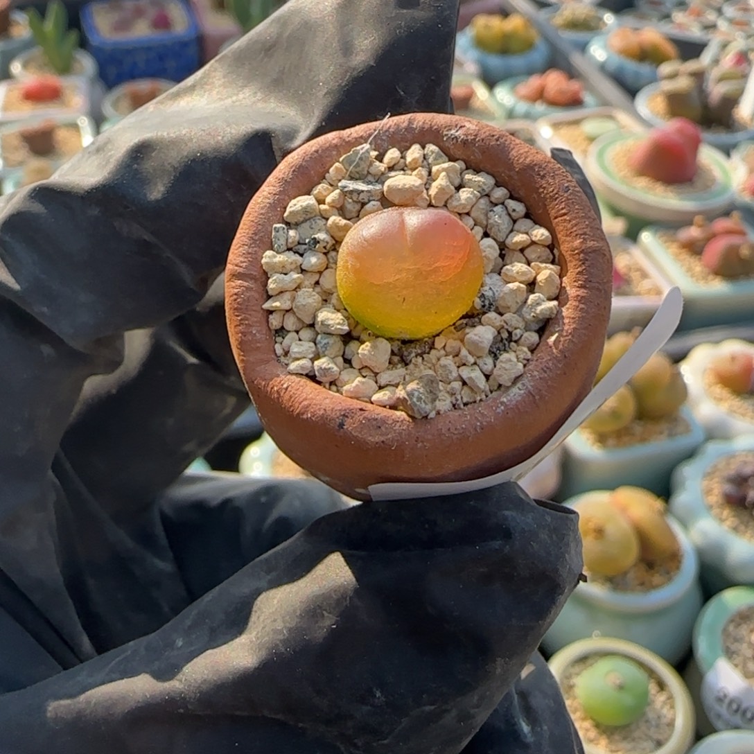 2400--一物一拍 带盆