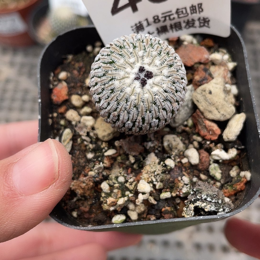 401精巧殿（满18元包邮）