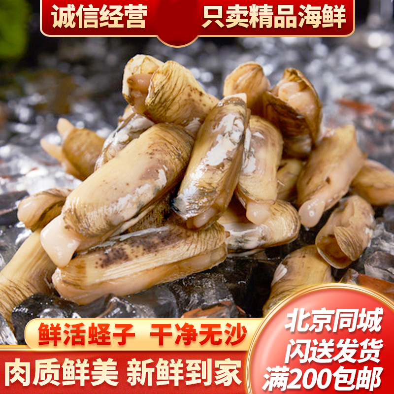 鲜活蛏子无沙大个头