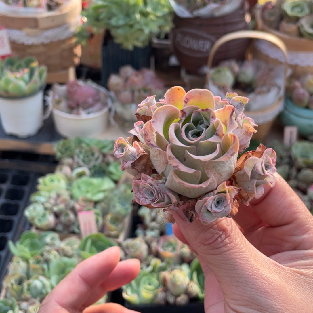 ****山地玫瑰多肉植物花卉129