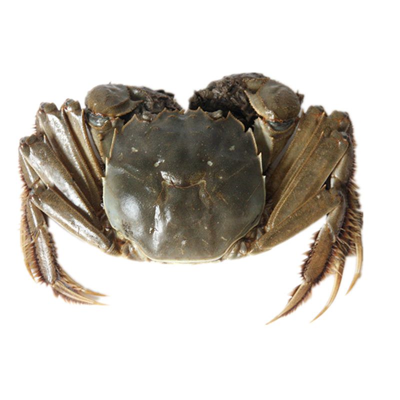 【鲜活】母蟹/个