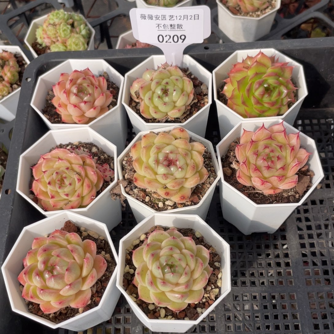 不包整散 盆子不售后0209