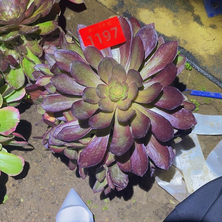 1197花无缺多肉植物