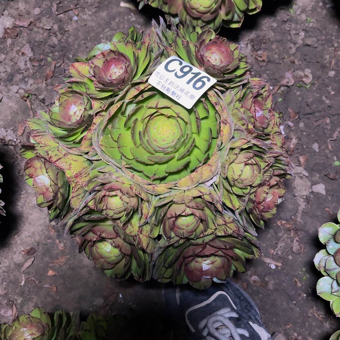 法师法师14/-29包邮法师