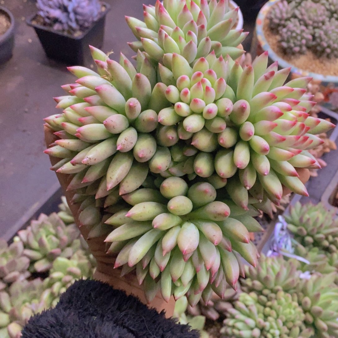 多肉植物多肉植物