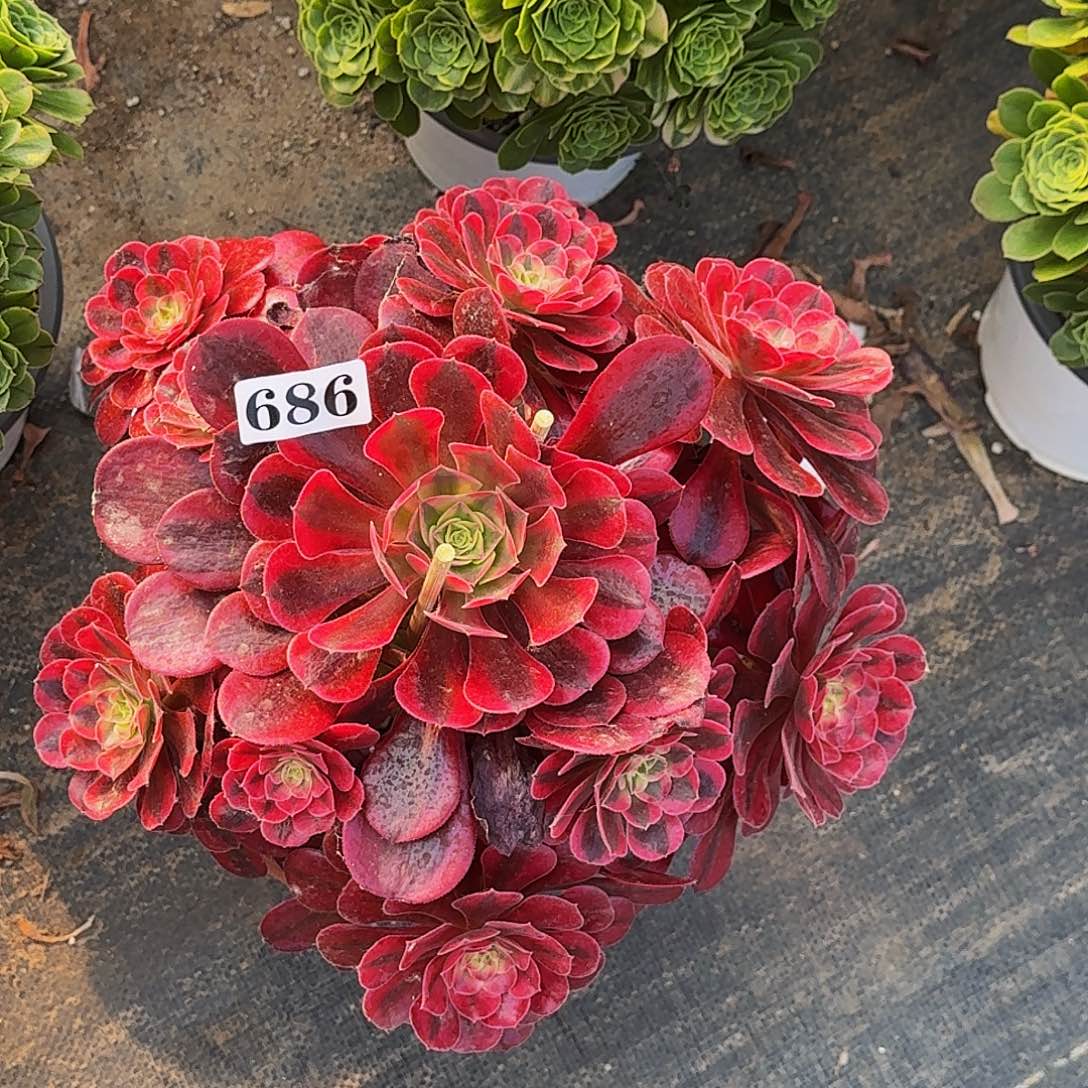 686美杜莎嫩桩多肉植物