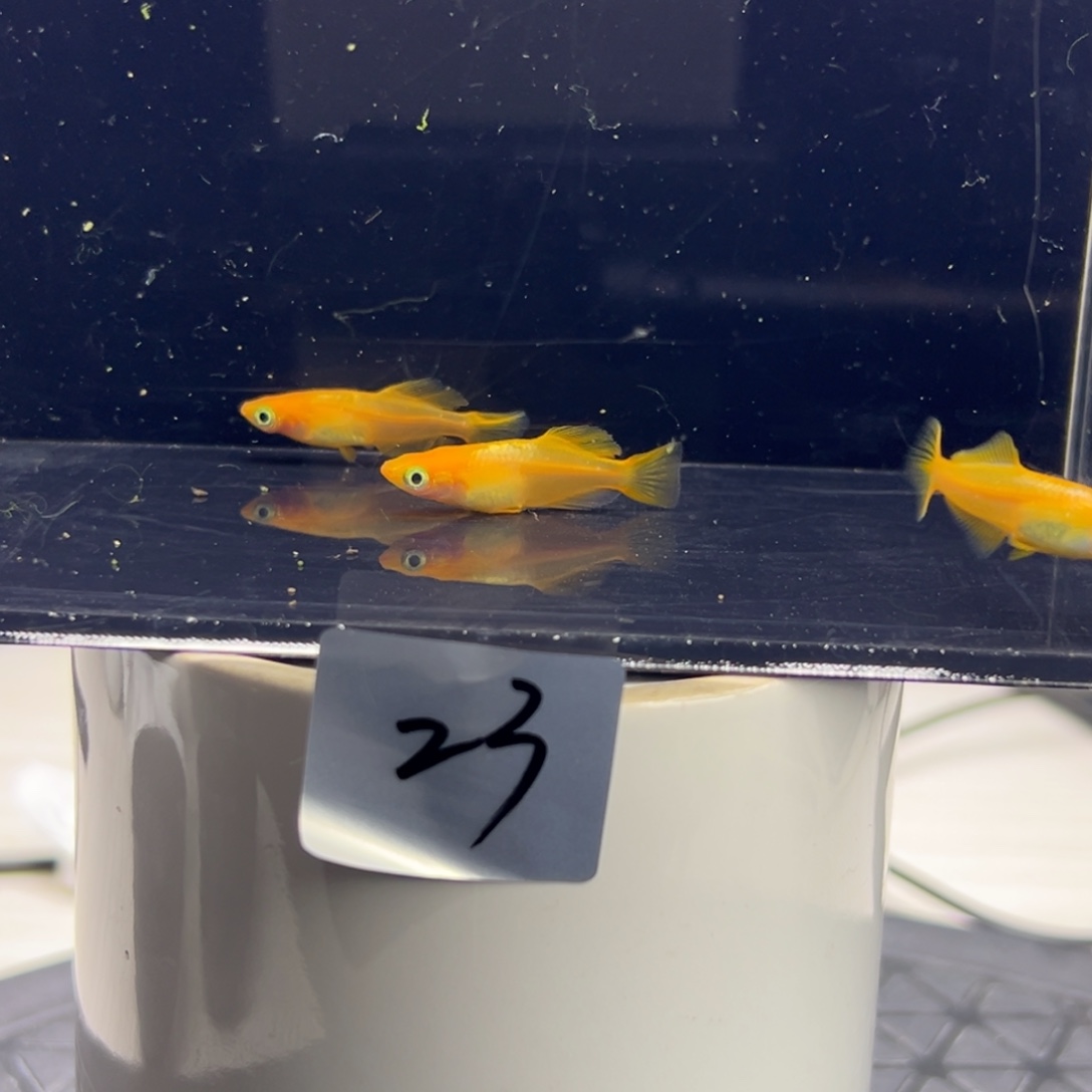 青鳉鱼23。        