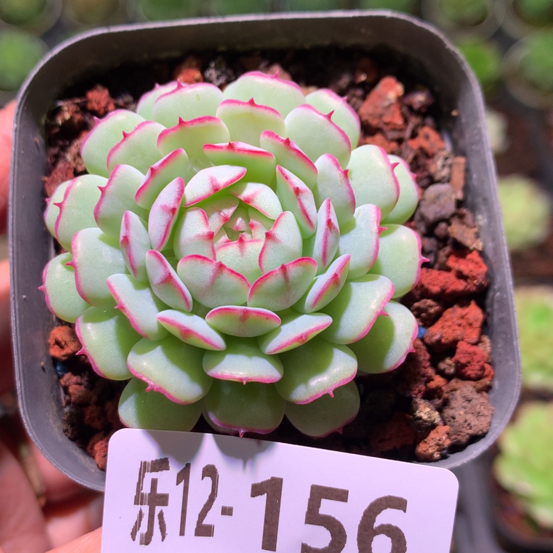 乐然12-156。小红船 