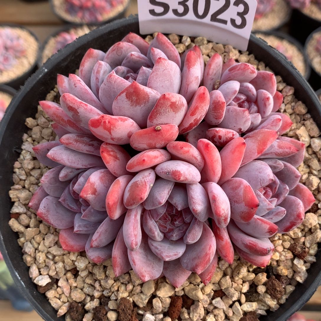 S3023 小树星影高桩（11cm）十九号多肉铺