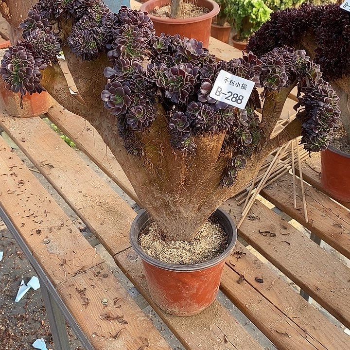 288 欧紫缀宽40 公分带断枝