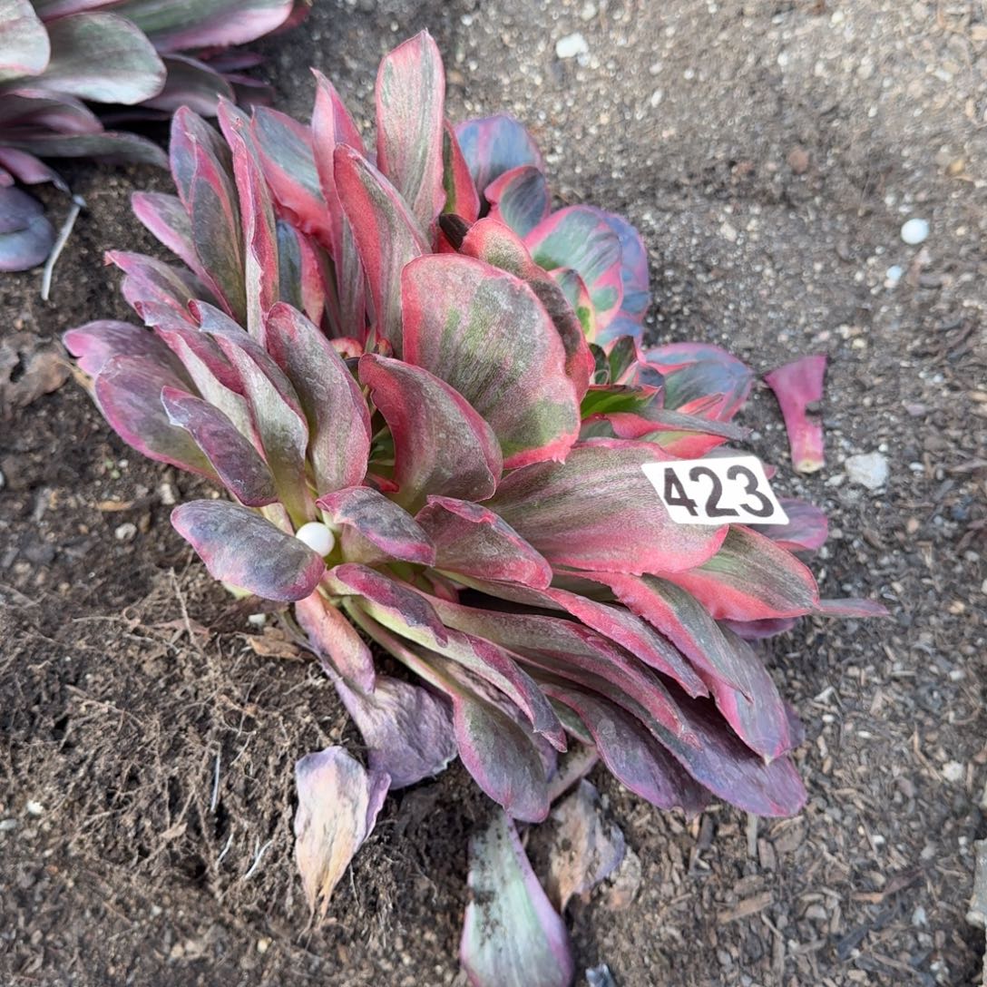 今***后423多肉植物魅金玫瑰