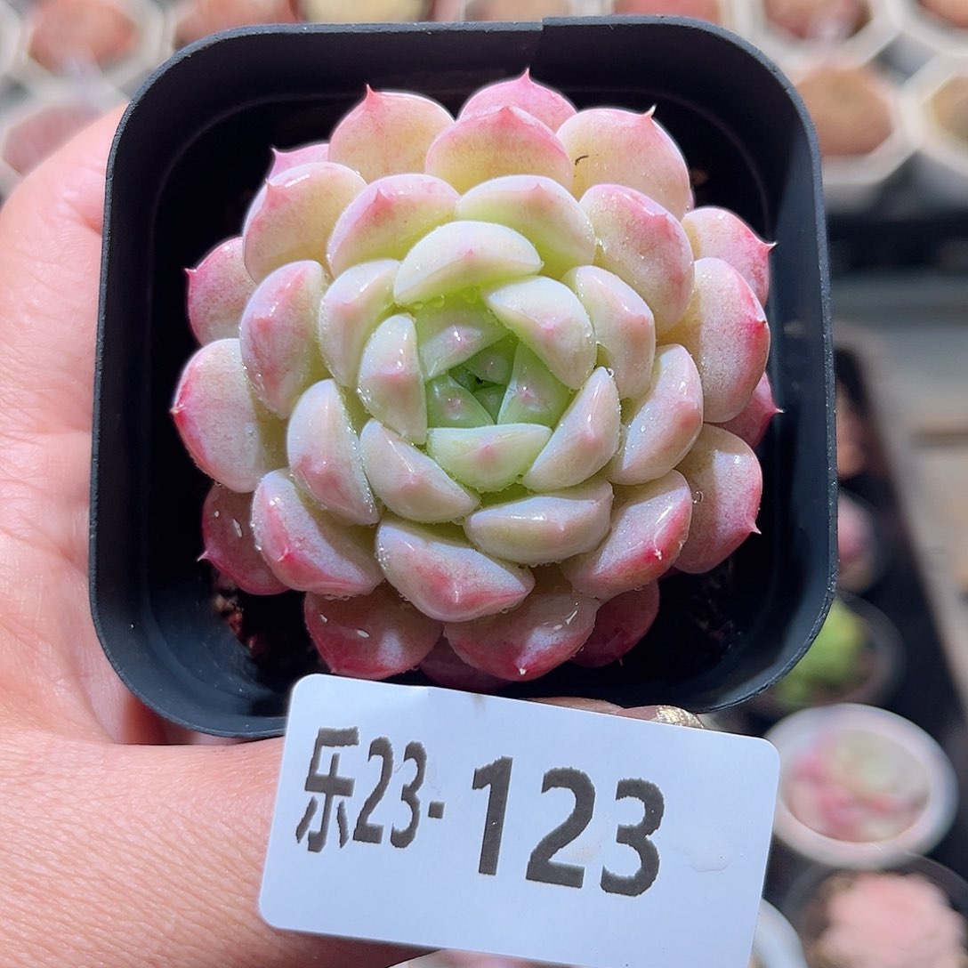 乐23-123 白桃单头 