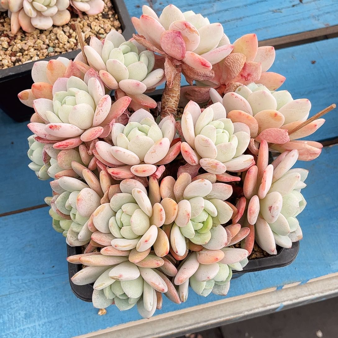 冷香大群无砍整装