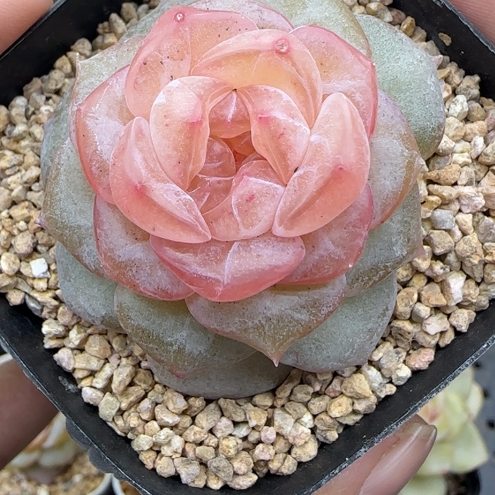 133号朗月晗雨多肉