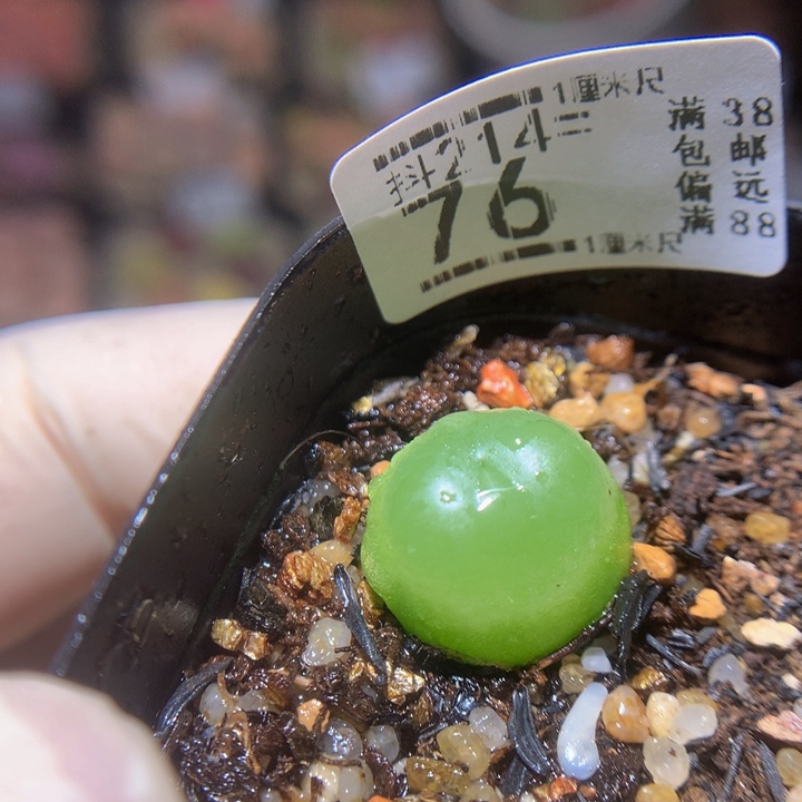 精品生石花214.76