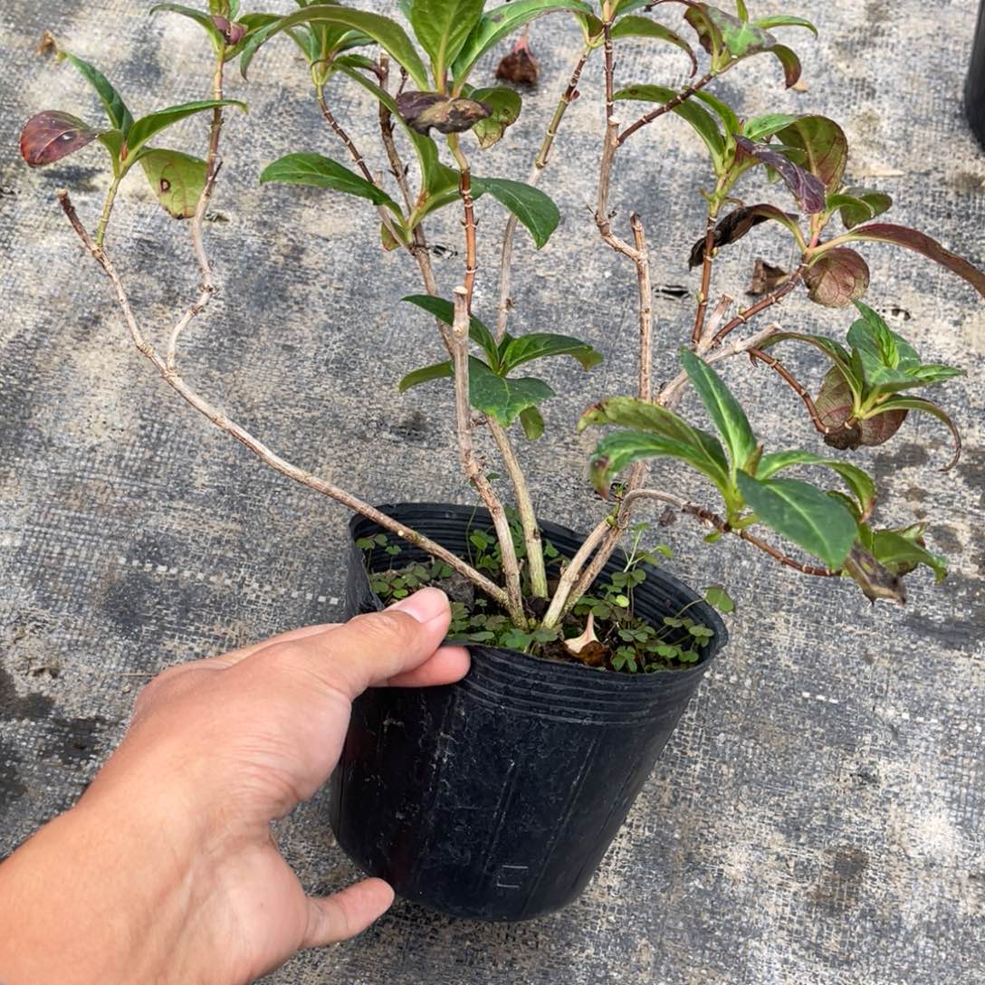 每***步完全开放盆栽植物