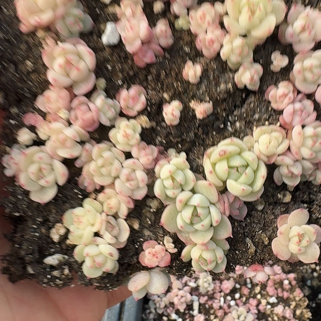 如图编号221切糕随机一份30-40棵左右